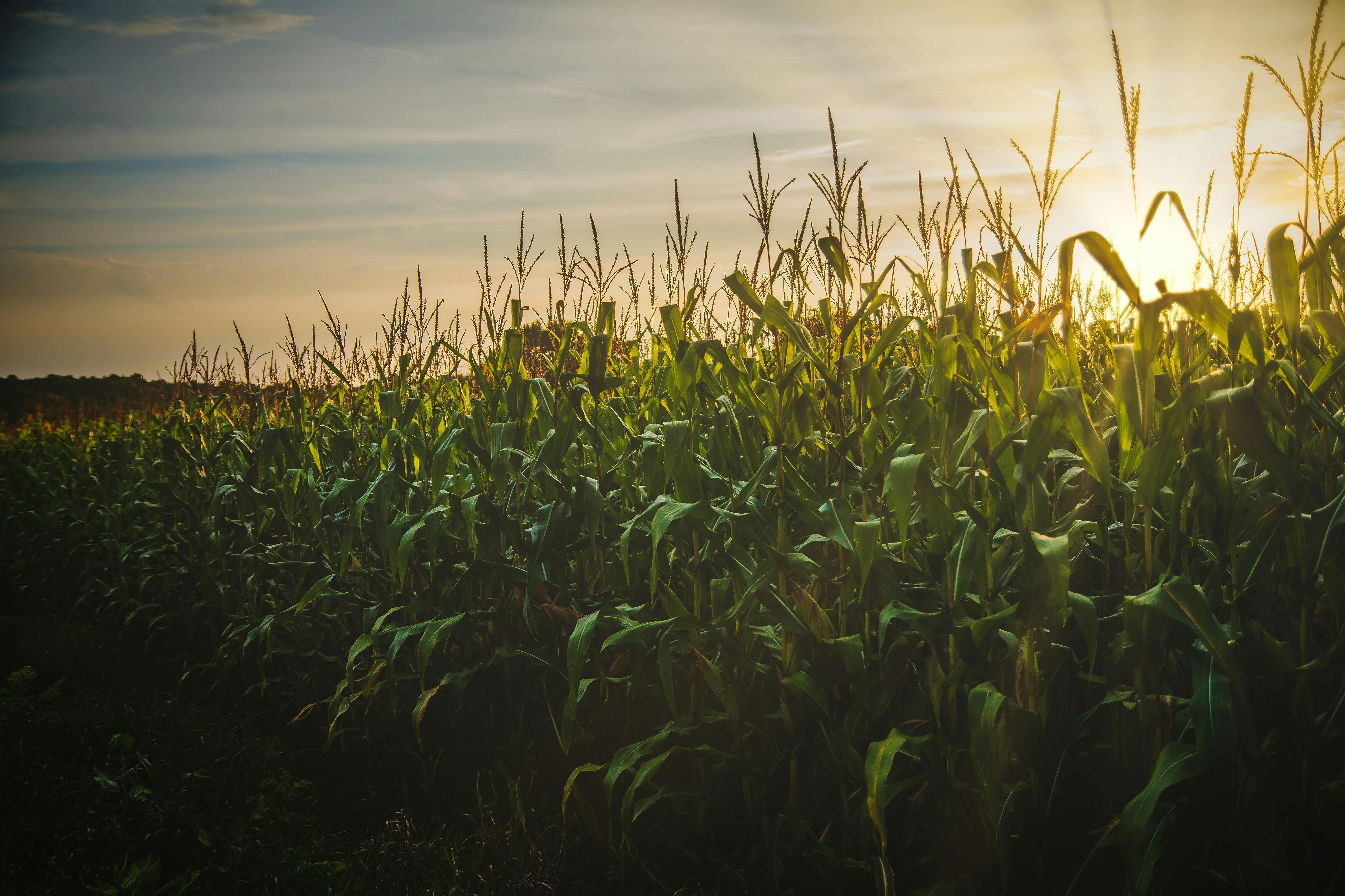 Maize farming