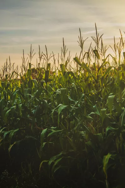 Maize farming
